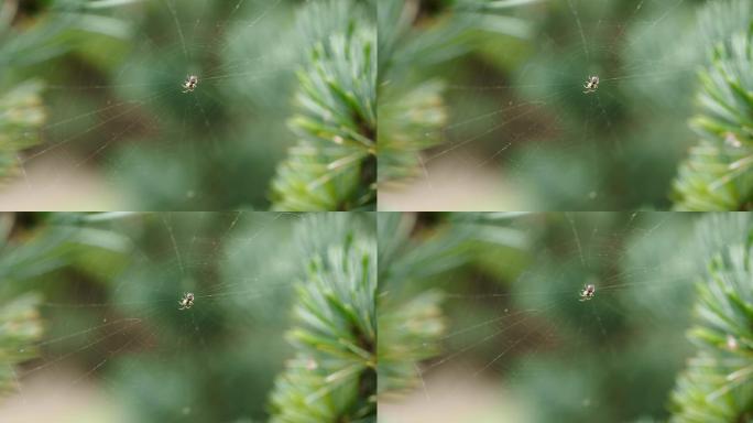 【8K正版素材】自然昆虫蜘蛛蜘蛛网松树