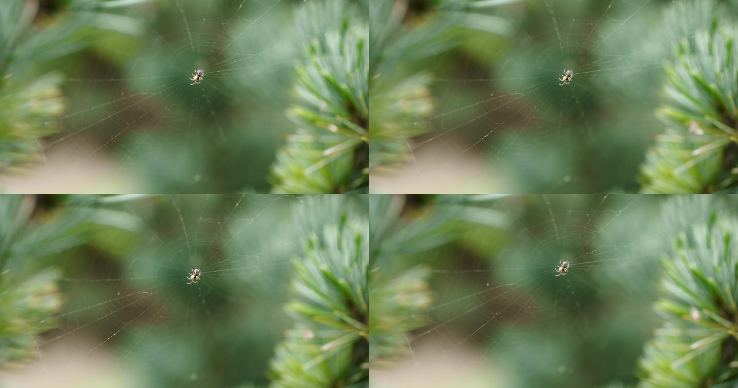 【8K正版素材】自然昆虫蜘蛛蜘蛛网松树