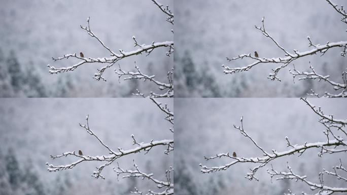 唯美意境冬天下雪枝头上的小鸟