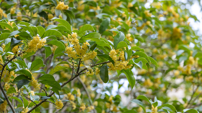 桂花4K高清素材