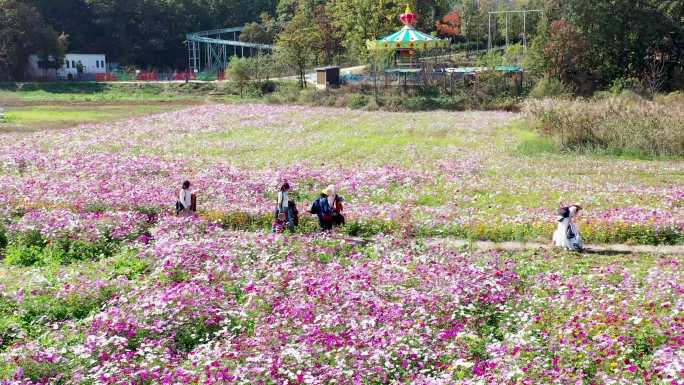 龙溪谷格桑花海