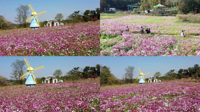 龙溪谷格桑花海