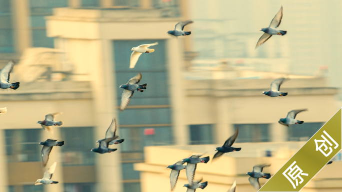 一群鸽子飞翔在城市上空4k