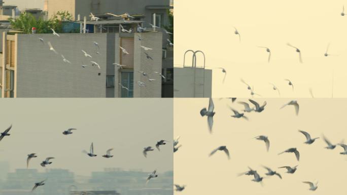 一群鸽子飞翔在城市上空4k