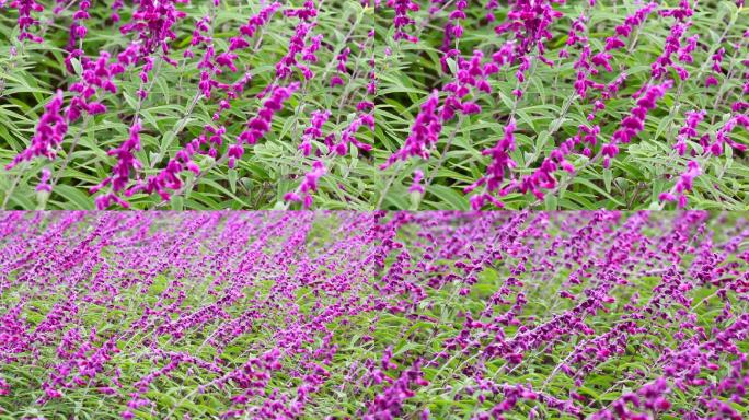 紫红色薰衣草鼠尾草千屈菜一串红紫花实拍