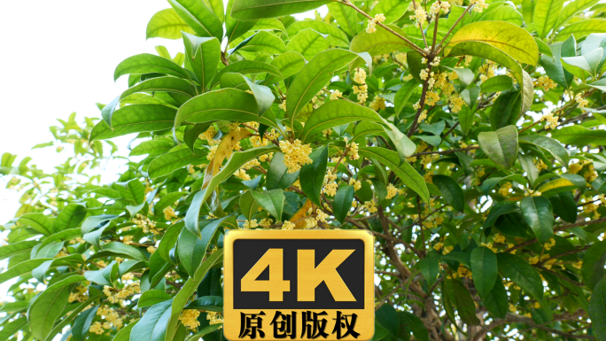 桂花树花期实拍高清视频素材4K