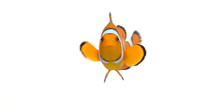 小丑鱼游泳小鱼海鱼透明抠像漂亮可爱