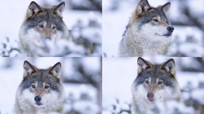 冬景中好奇的狼孤独