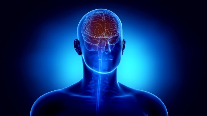 人脑在回路中脑干保健和医学医学检查