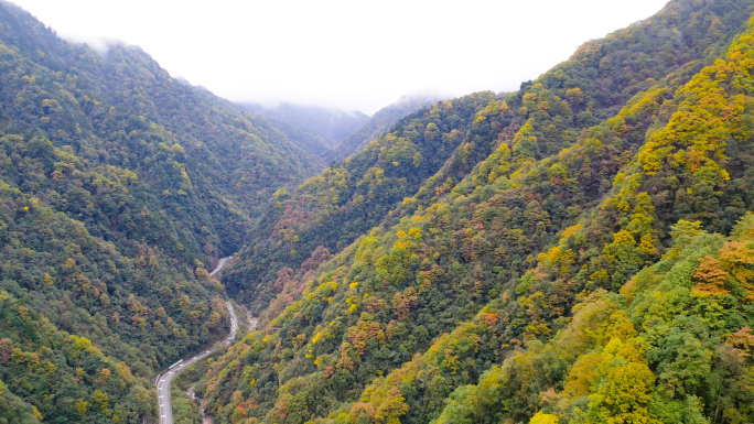 巴中光雾山米仓山红叶林秋色树林大自然风景