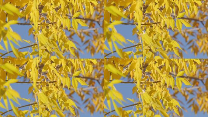 秋风中金色的树叶