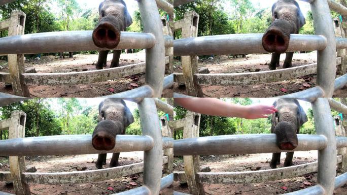 篱笆后面的大象宝宝