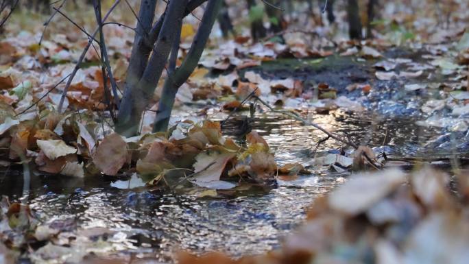 秋天树林中的小溪和落叶