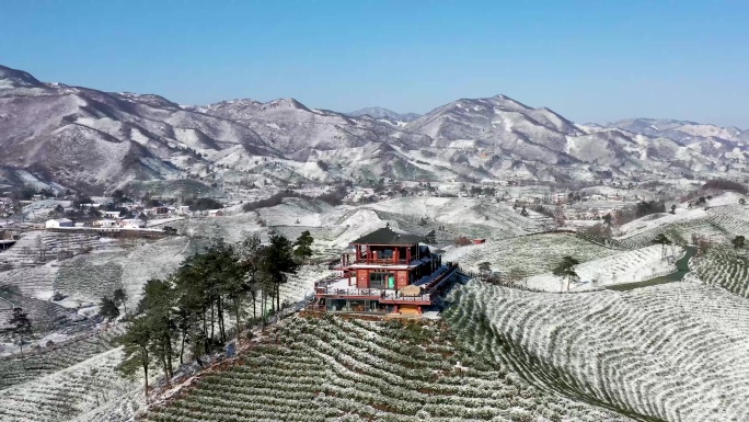 信阳毛尖绿茶茶乡雪景