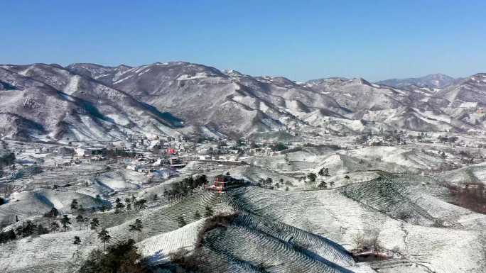 信阳毛尖茶乡茶园雪景