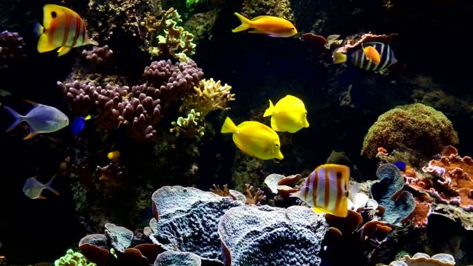 水族馆海底世界海洋生物三亚潜水深海热带鱼