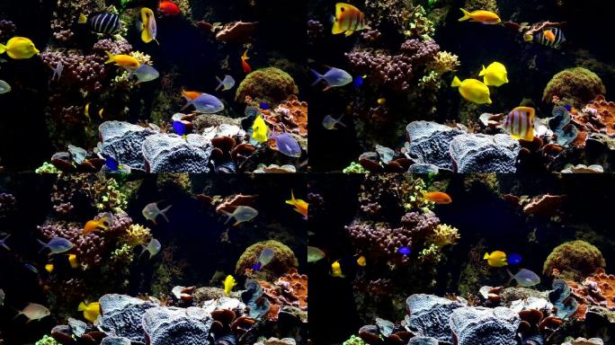 水族馆海底世界海洋生物三亚潜水深海热带鱼