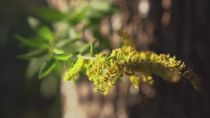 一枝黄花