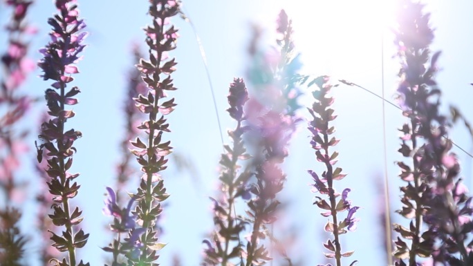 美丽的草原芦苇蒲公英薰衣草各种花