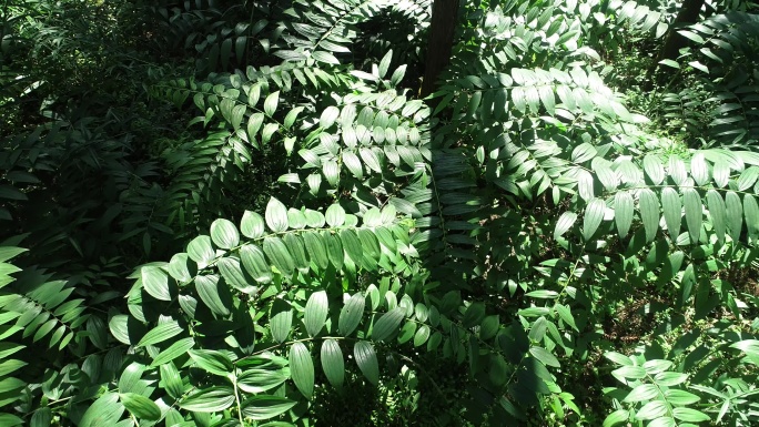 黄精 黄精种植 黄精基地 黄精叶 黄精树