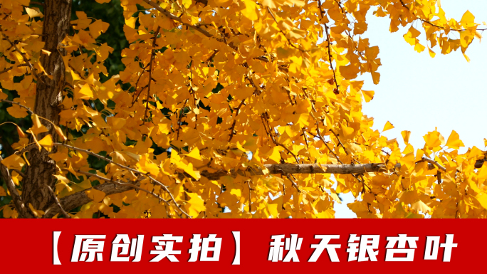 银杏树叶秋天落叶