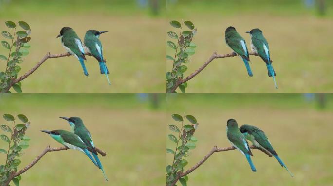 中国最美小鸟：蓝喉蜂虎枝桠上多姿多彩绽放