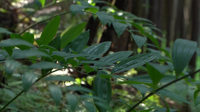 黄精 黄精种植 黄精基地 黄精叶 黄精树