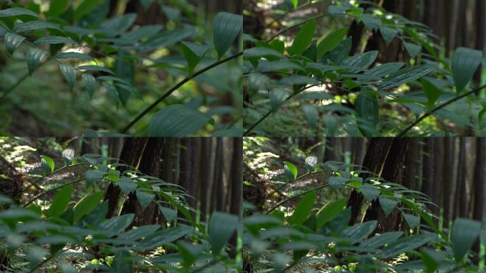 黄精 黄精种植 黄精基地 黄精叶 黄精树