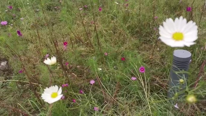 秋日倔强的小野花公园