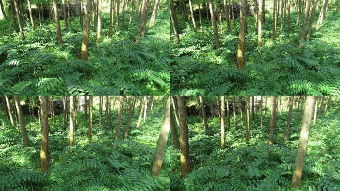 黄精 黄精种植 黄精基地 黄精叶 黄精树