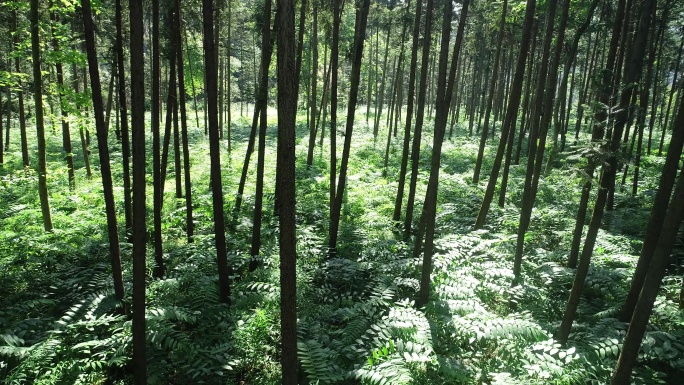 黄精 黄精种植 黄精基地 黄精叶 黄精树