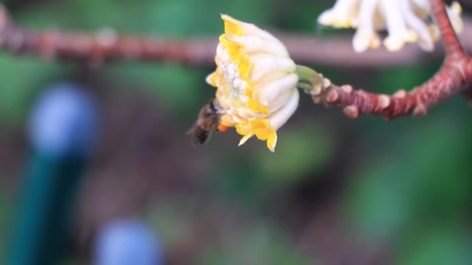 蜜蜂 采蜜 纪录片 自然 实拍 蜜蜂特写