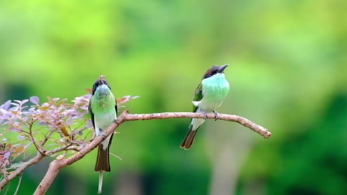 中国最美小鸟：蓝喉蜂虎枝桠上争食喂食打闹