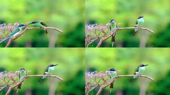 中国最美小鸟：蓝喉蜂虎枝桠上争食喂食打闹