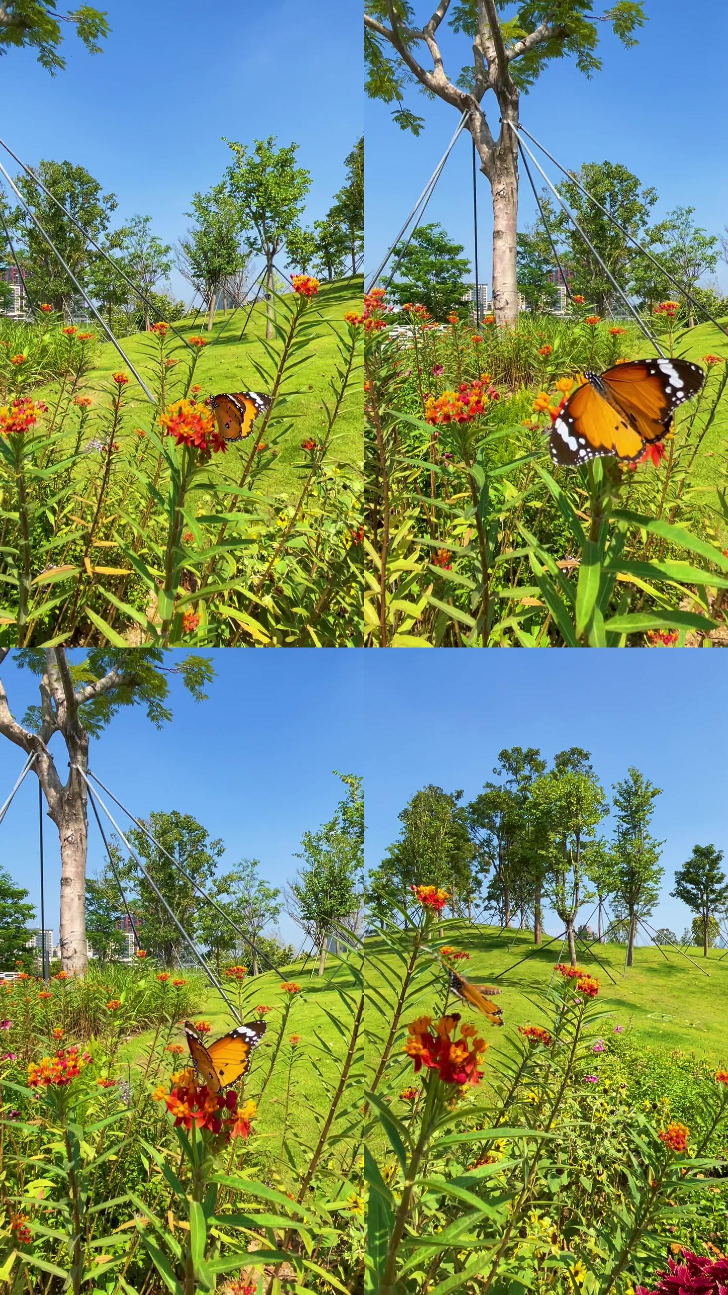 蝴蝶 | 风景-公园 | 竖屏
