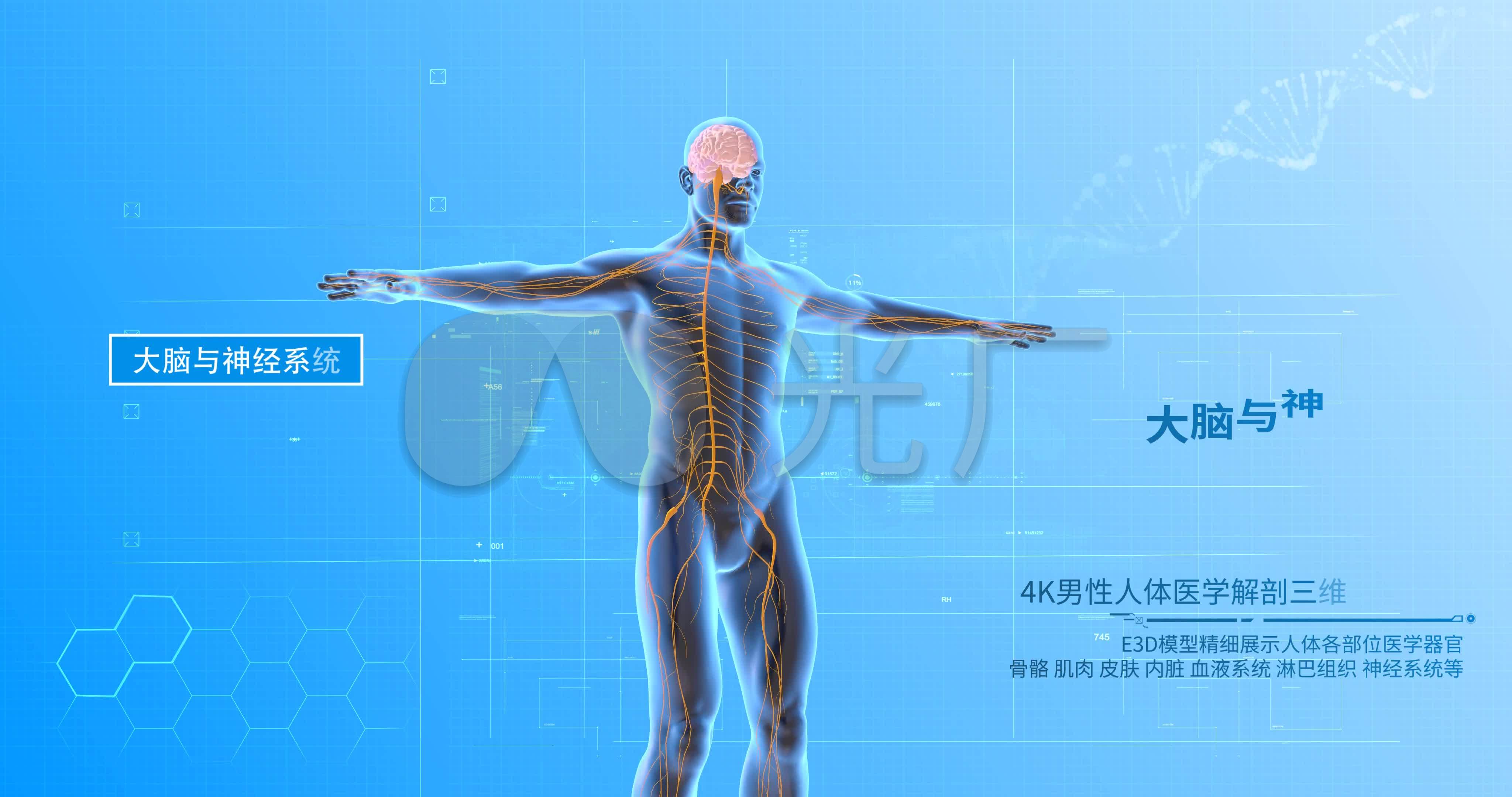 内脏 人体器官设计图__医疗保健_生活百科_设计图库_昵图网nipic.com
