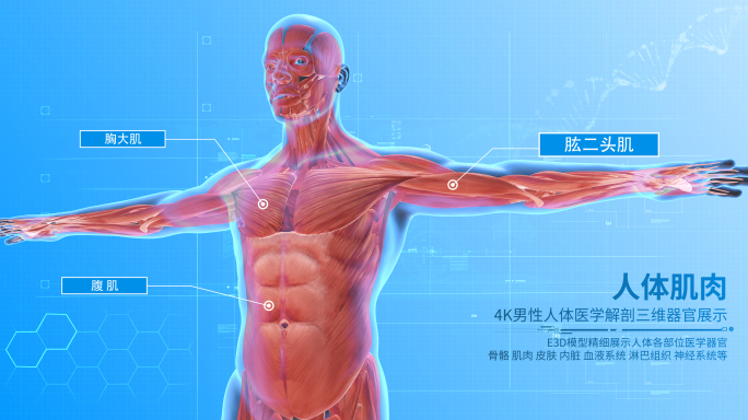 4K人体医学解剖三维器官展示