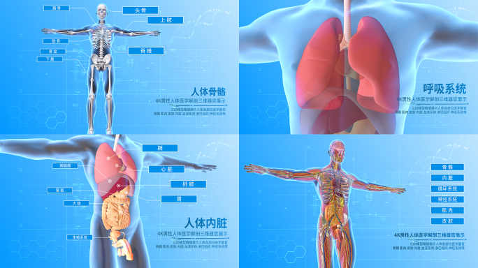 4K人体医学解剖三维器官展示