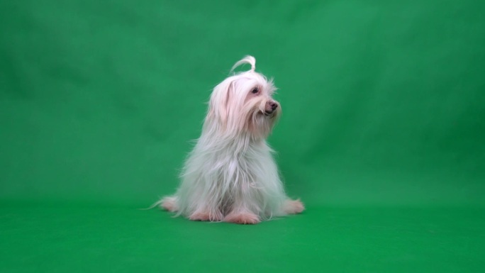 绿屏抠像可爱的狗狗