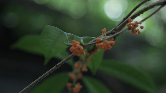 各类桂花和桂花树