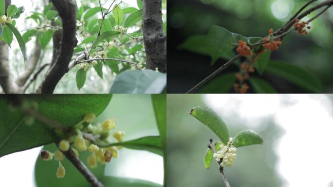 各类桂花和桂花树