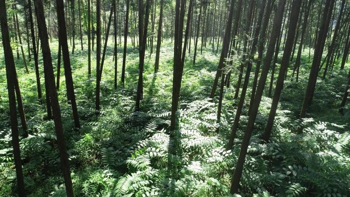 黄精 黄精种植 黄精基地 黄精叶 黄精树