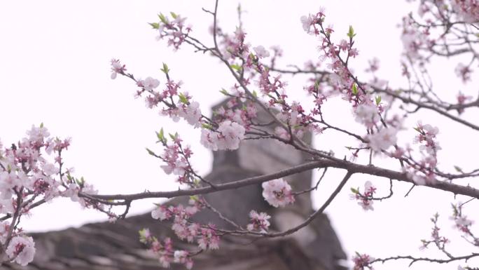 樱花白樱粉樱樱花树特写花A007