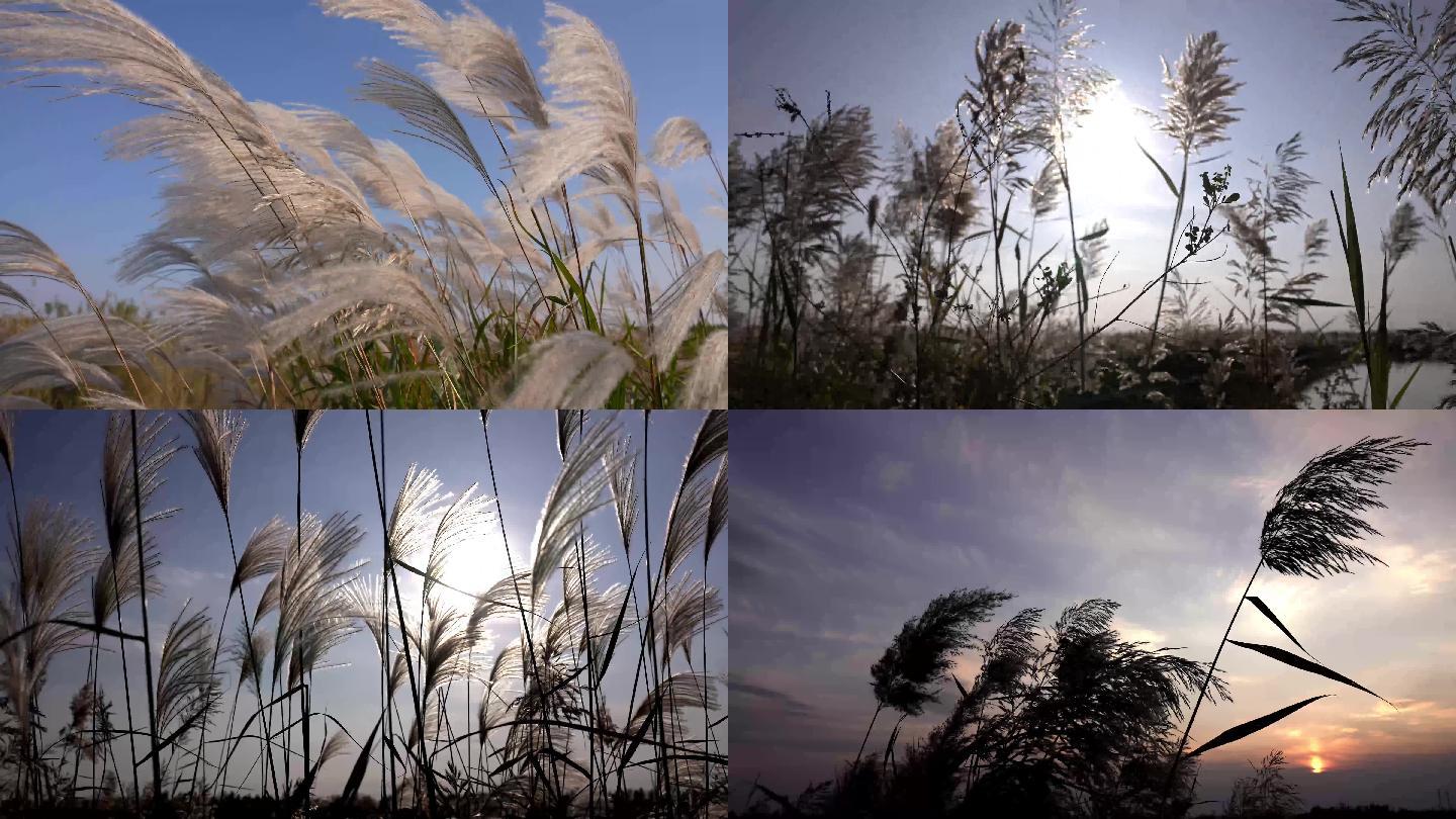 4K 芦苇 生态 保护 湿地 夕阳芦苇荡