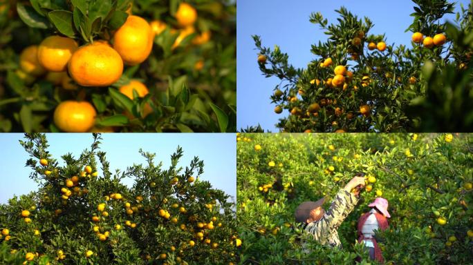 柑橘丰收素材 高清素材