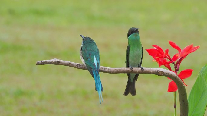 中国最美小鸟：蓝喉蜂虎芭蕉花旁枝上谈恋爱