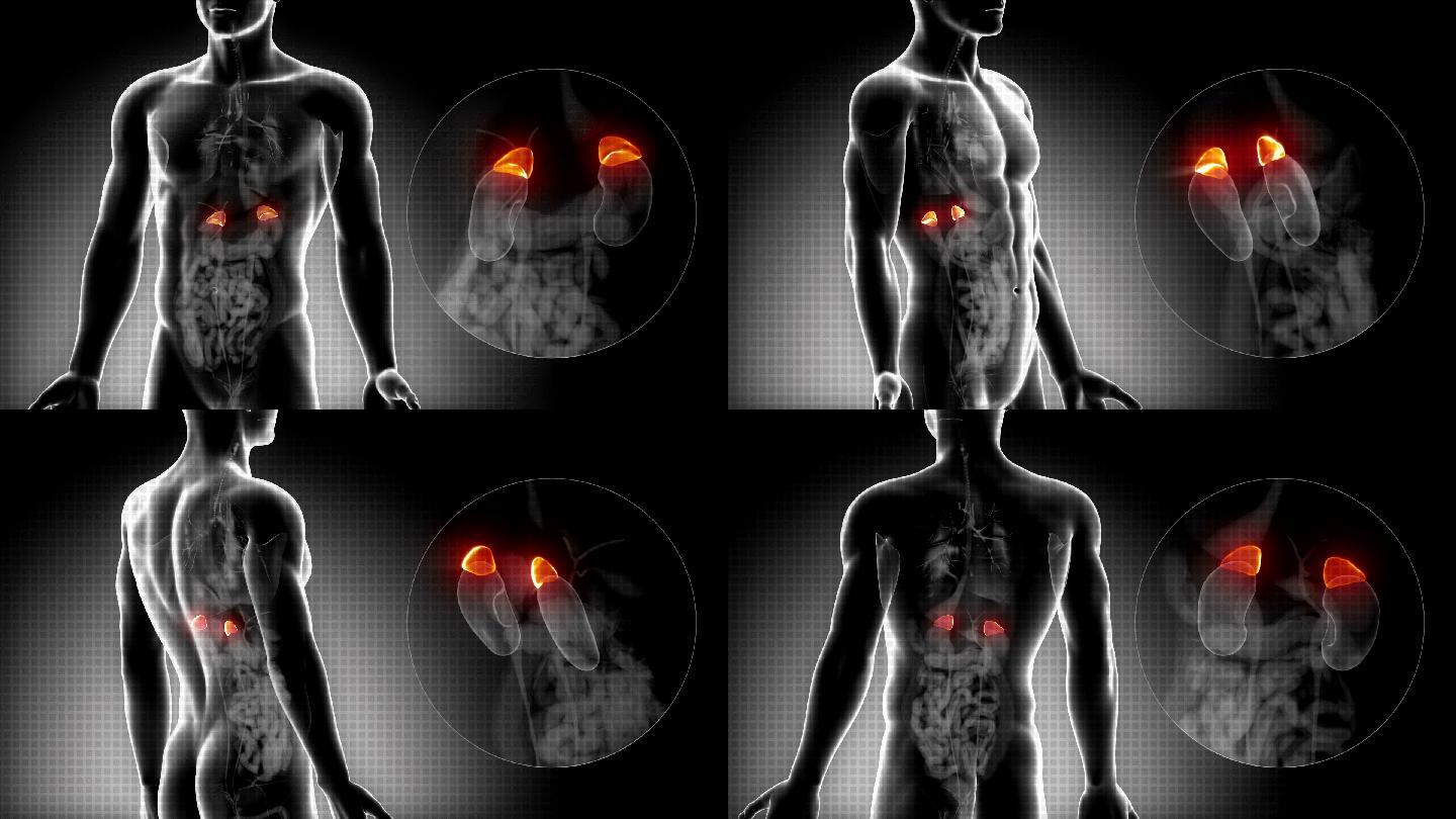 男性肾上腺x射线解剖图
