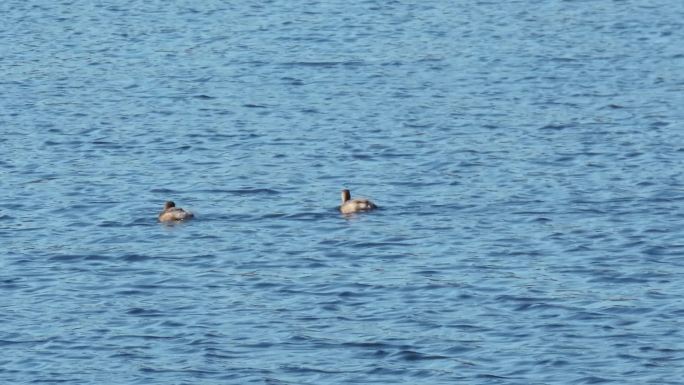 两只水鸟小辟鹈