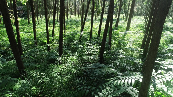 黄精 黄精种植 黄精基地 黄精叶 黄精树