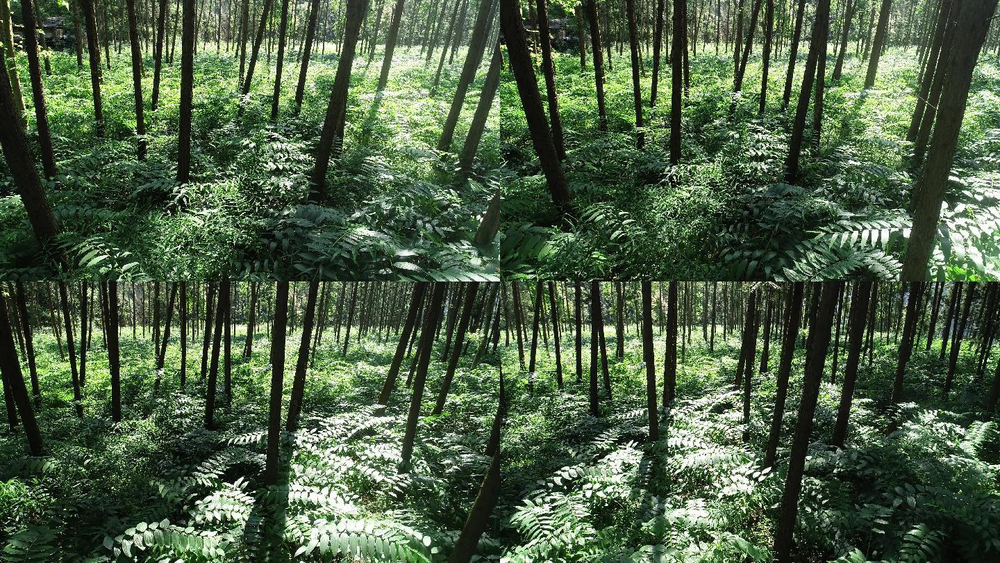 黄精 黄精种植 黄精基地 黄精叶 黄精树